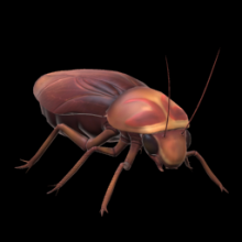 Cockroach