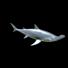 Hammerhead