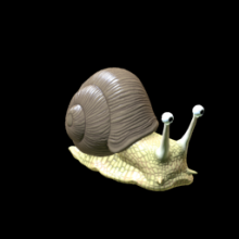 Snail